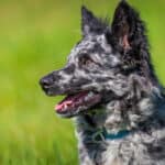 Mudi Dogs: Are They Hypoallergenic? Do They Need Grooming?