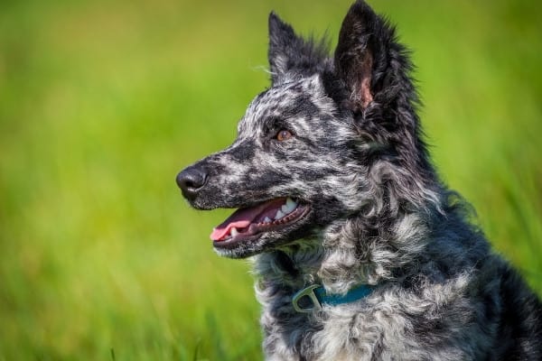 The side view of a black-and-white Mudi dog sitting outside.