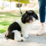 A leashed black-and-white Shih Tzu sitting at his owner's feet.