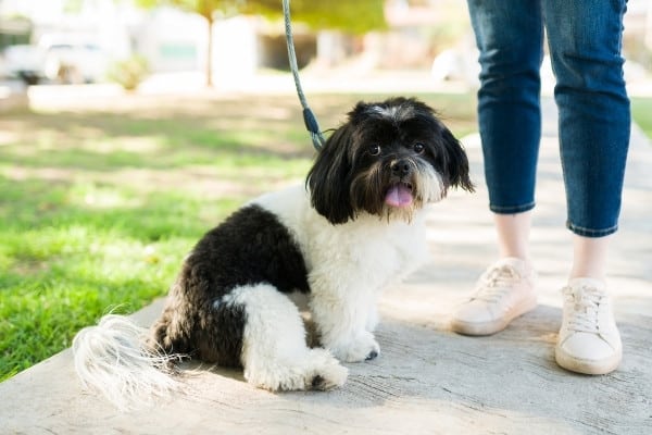 A leashed black-and-white Shih Tzu sitting at his owner's feet.