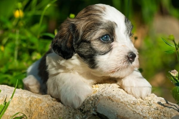 A very young brindle Havanese puppy outside clinging to a fallen branch.