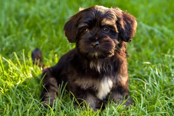 A chocolate Havanese puppy with a white mark on her chest sitting outside on the grass.
