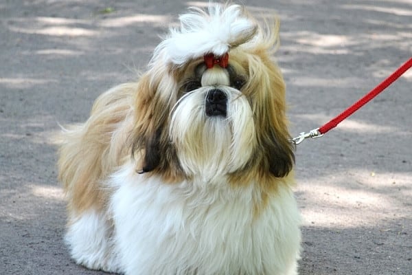 A brown and white Shih Tzu on a red leash outdoors with his owner.
