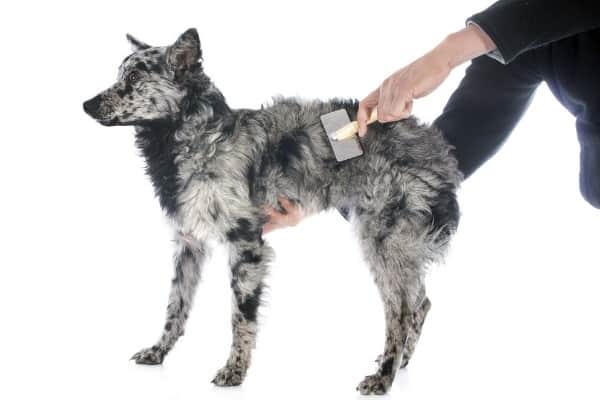 A black-and-white Mudi dog being brushed by a man.