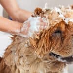 A large Chow Chow dog in a bathtub being given a shampoo.