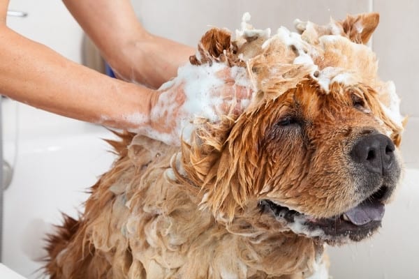 A large Chow Chow dog in a bathtub being given a shampoo.