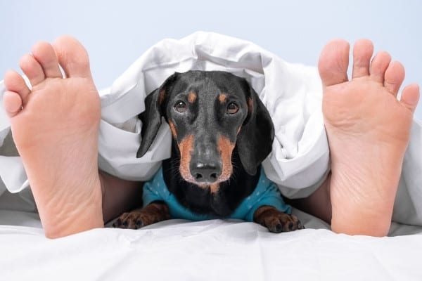 A Dachshund lying in bed under the covers in between a man's feet.