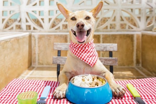A golden dog seated at a table with a full food bowl and gingham cloth.
