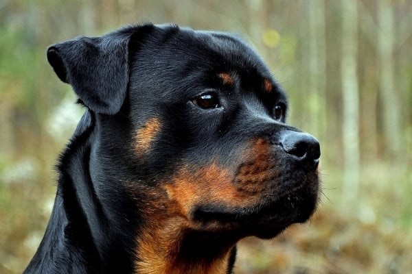 A young female Rottweiler looking off to the side with woods visible in the background.