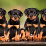 List of Roman Rottweiler Breeders - Guide to the Top 6