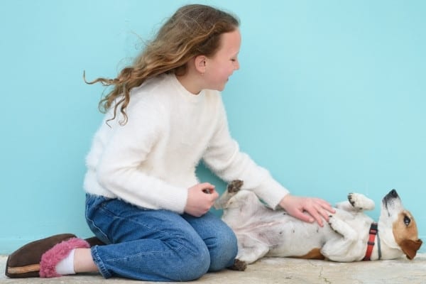A young girl rubbing the belly of a Jack Russell terrier.