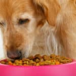 An older Golden Retriever dog eating kibble out of a pink bowl.