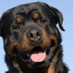 A happy, relaxed Rottweiler with his mouth partially open and a clear blue sky in the background.