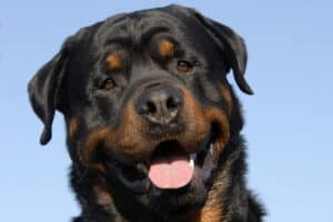 A happy, relaxed Rottweiler with his mouth partially open and a clear blue sky in the background.