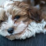 Havapoo: Is This Adorable Havanese Poodle Mix Right for You?