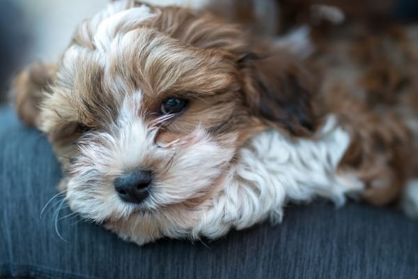 A cute little Havapoo puppy with brown-and-white markings lying on her owner's lap.