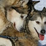 A male and female Husky in the mating position.