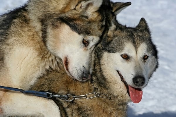 A male and female Husky in the mating position.