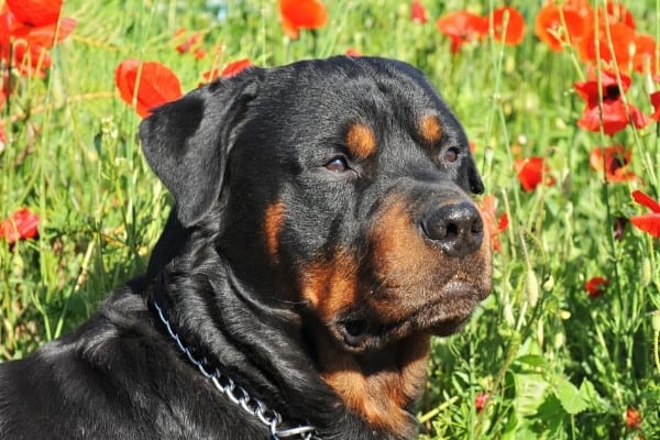 A massive Rottweiler lying in a field with poppy flowers.