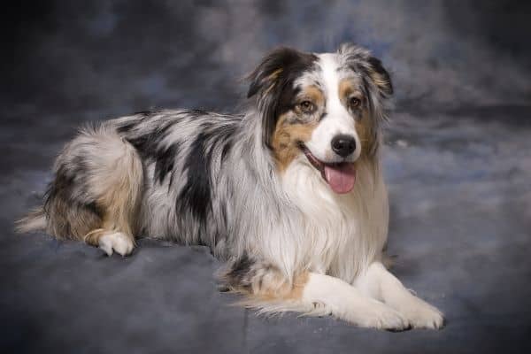 A gorgeous merle Australian Shepherd posed against a gray backdrop.