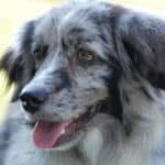 Head shot of a Mini Aussie dog with a merle coat.