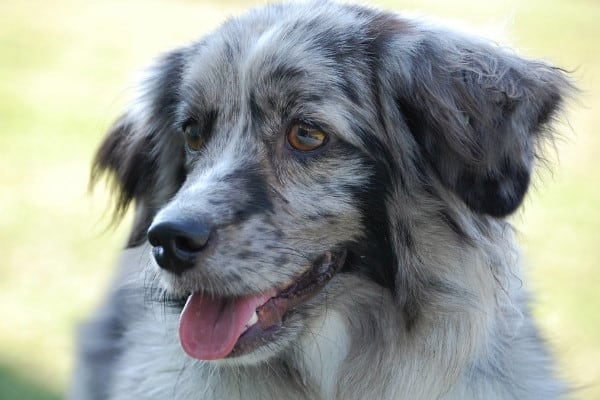 Head shot of a Mini Aussie dog with a merle coat.