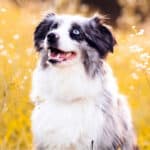 A merle Mini Aussie with large patches of white fur sitting in a field filled with golden stalks.