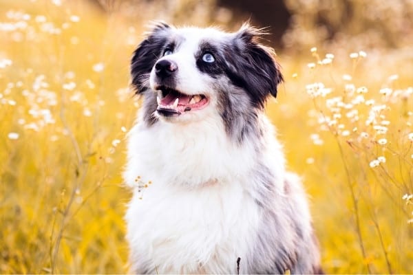 what is the lifespan of a mini australian shepherd