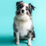 A merle Mini Aussie sitting with a curious look on his face against an aqua background.