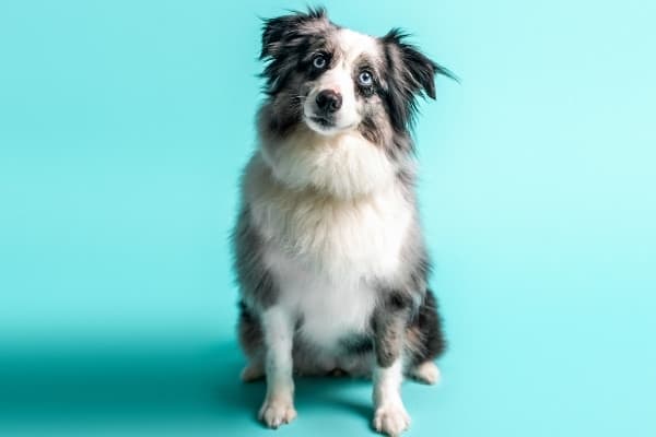 A merle Mini Aussie sitting with a curious look on his face against an aqua background.