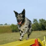 A merle mudi dog walking along a yellow beam on an agility course.