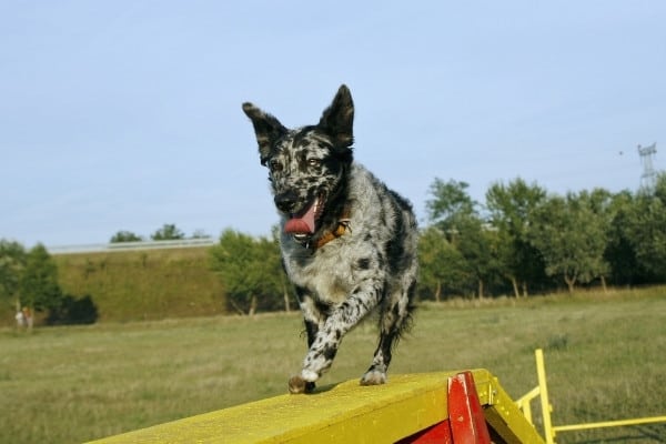 A merle mudi dog walking along a yellow beam on an agility course.