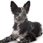 A merle Mudi dog lying down against a white background.