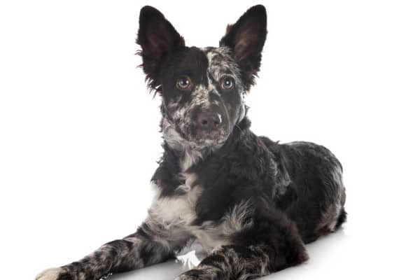 A merle Mudi dog lying down against a white background.