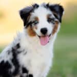 Mini Aussie Growth & Developmental Stages (With Charts)