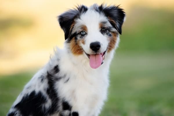 A cute Mini Australian Shepherd puppy against a blurry background.