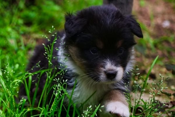 A tiny black, tan, and white Mini Aussie puppy walking in grass.