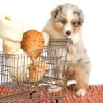 An adorable Mini Aussie puppy pushing a shopping cart filled with bones and treats.