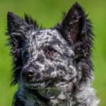 Are Mudi Dogs Rare? 3 Reasons Why & Where To Find One