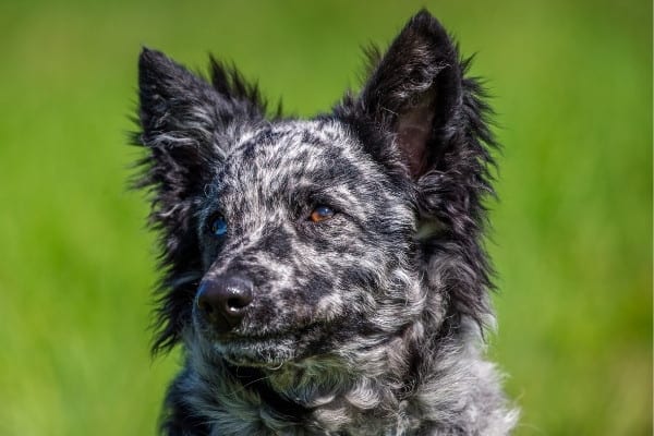 A black-and-white Mudi dog with a blurred grassy background.