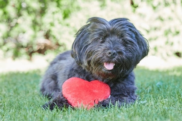 An older Havanese dog with a blue coat lying outside with a red stuffed heart between his paws.