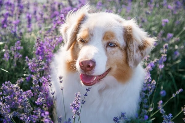 A red-and-white Mini Aussie relaxing among lavender plants.