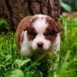 Mini Aussie Price: What To Expect (+ Finding a Good Breeder)