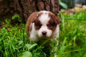 A tiny red-and-white Mini Aussie puppy walking in tall grass in front of a large tree.