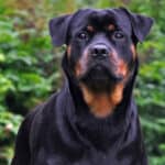 A young Rottweiler staring intently on high alert.