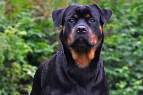 A young Rottweiler staring intently on high alert.