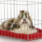 A brown-and-white Shih Tzu with a full coat lying on a red blanket inside a crate.