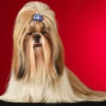 A regal Shih Tzu with a blue hairclip holding the top knot against a red background.