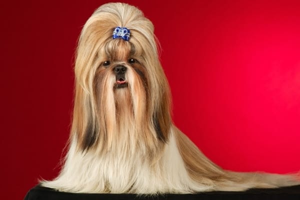 A regal Shih Tzu with a blue hairclip holding the top knot against a red background.