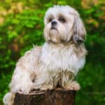 Curly Hair Shih Tzu: 4 Possible Causes (+ Coat Care Tips)